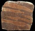 Polished Stromatolite (Jurusania) From Russia - Million Years #57551-1